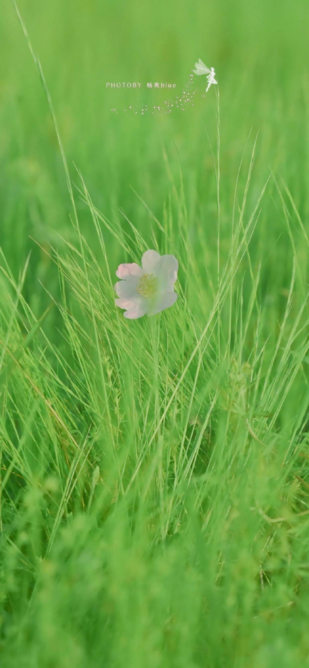 绿意盎然：扁平风植物手机壁纸大放送，清新一夏免费享详细内容1