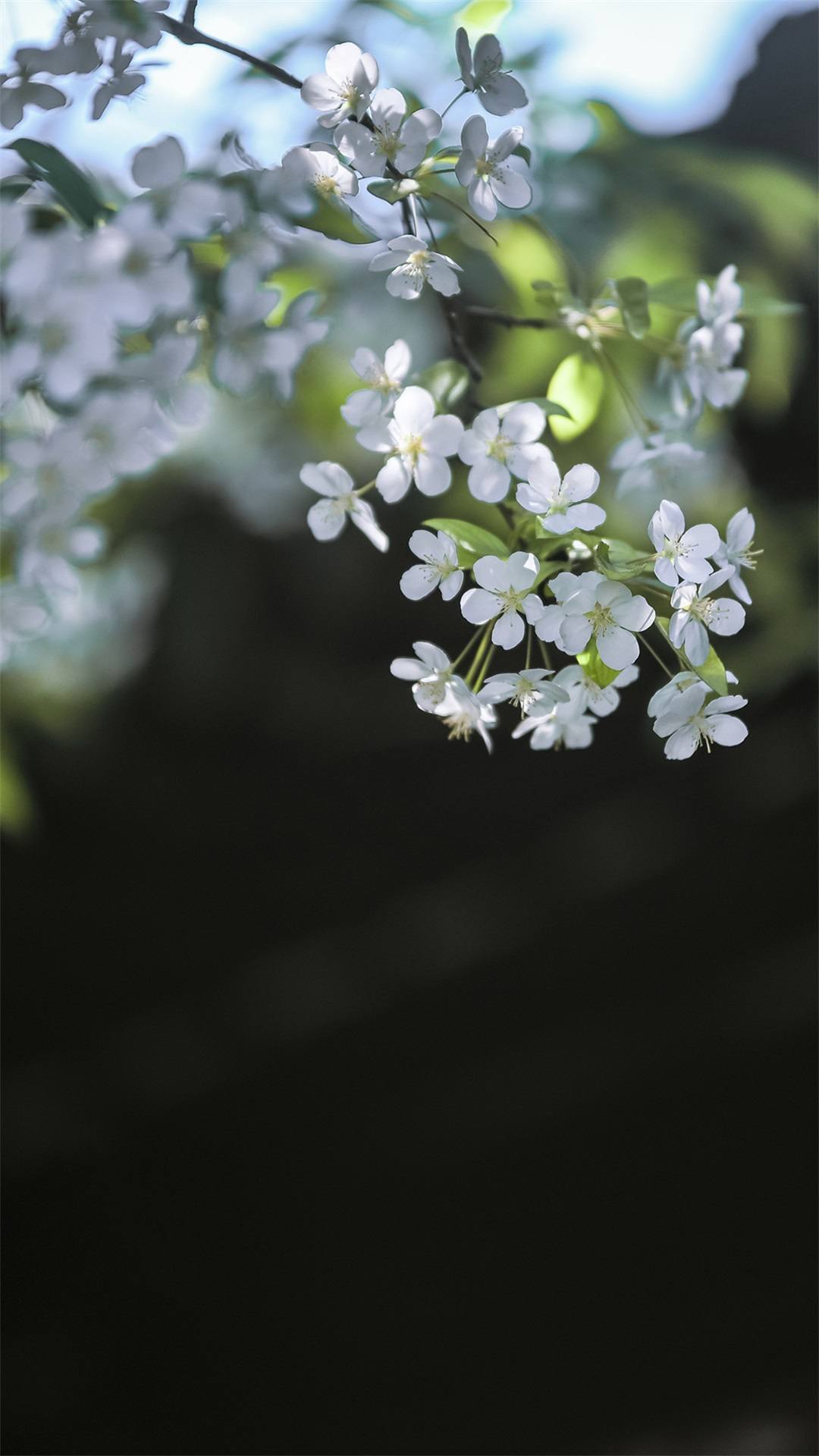 成都绿意盎然：植物星球壁纸带你走进小清新的iPhone世界详细内容2