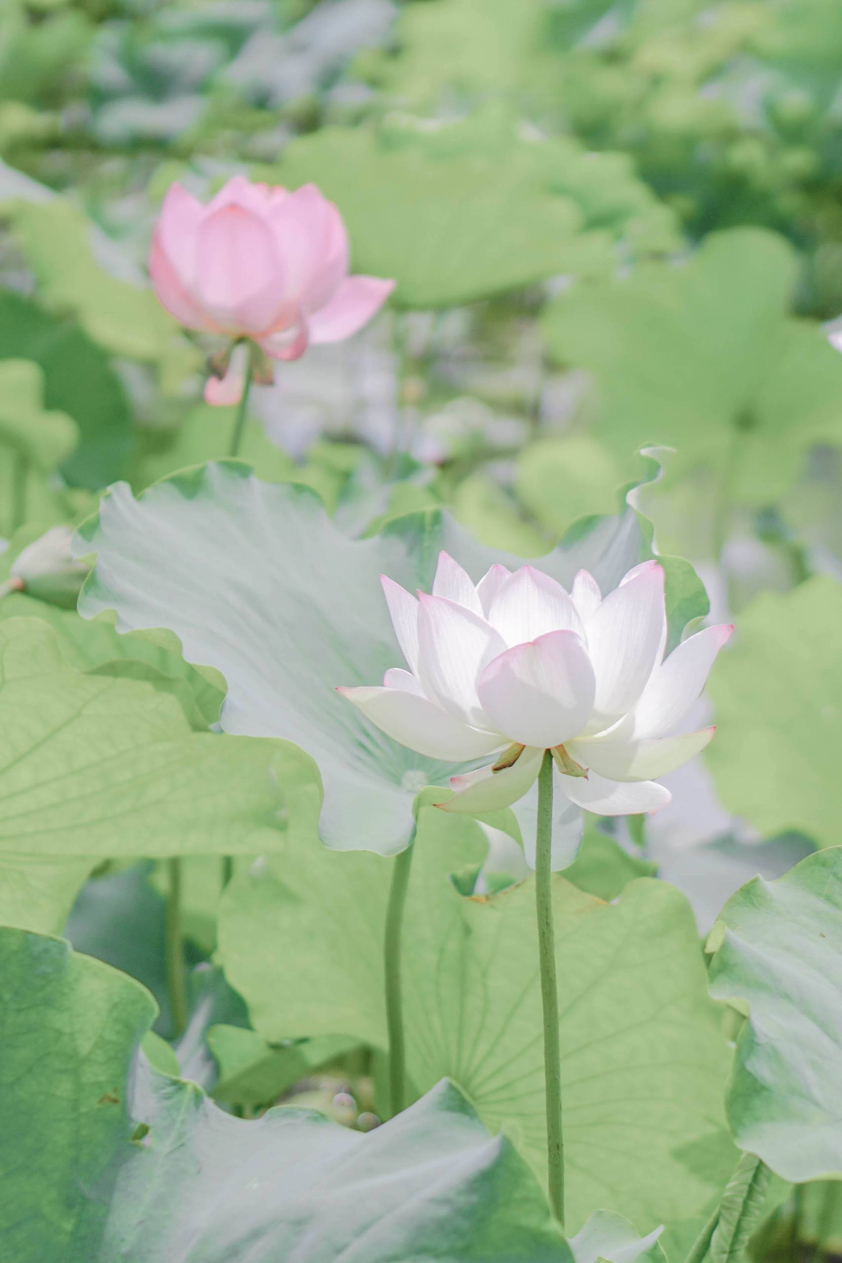 绿意盎然：电脑屏幕上的小清新植物乐园详细内容1